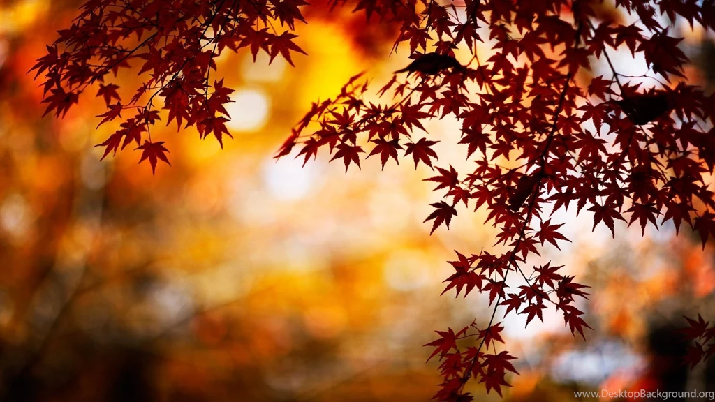 1920x1080 Autumn Leaves Wallpapers