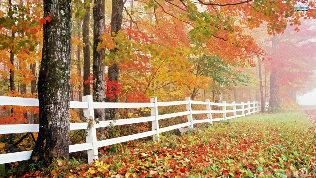 Autumn In The Forest Wallpapers Nature Wallpapers