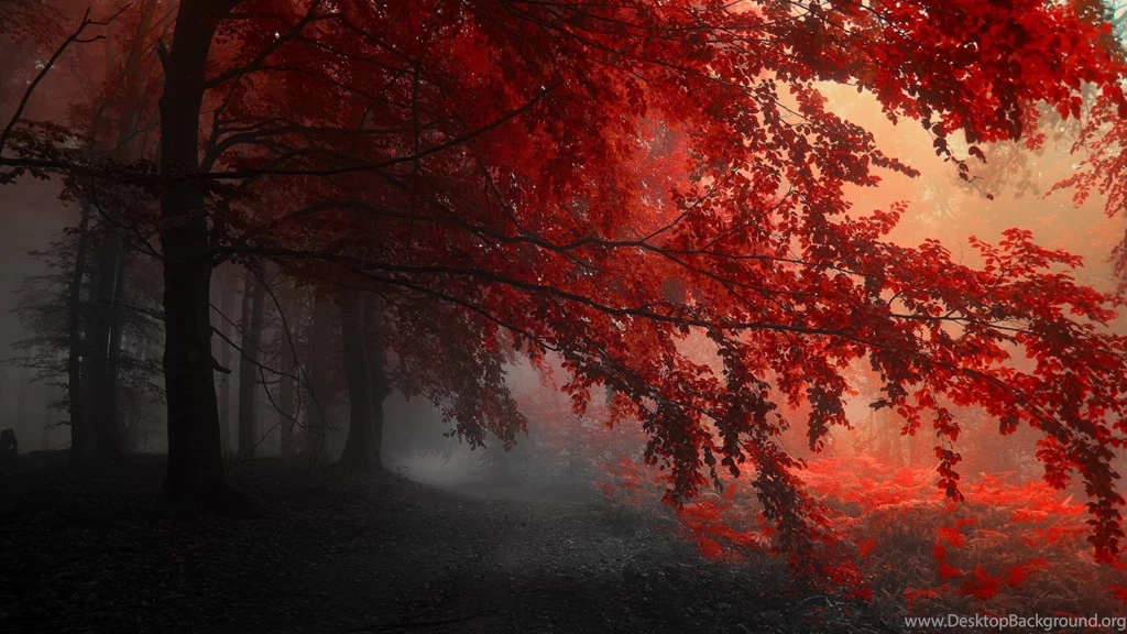 1920x1080 Red Forest Autumn Wallpapers
