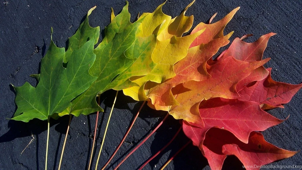 1920x1080 Autumn Spectrum Desktop PC And Mac Wallpapers