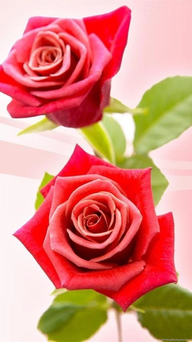 Rose Wallpapers For Iphone 5