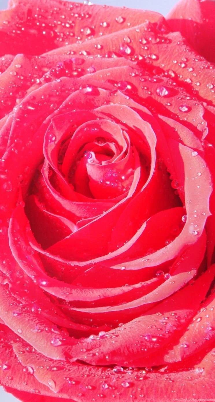 Rose iPhone 5s Wallpapers
