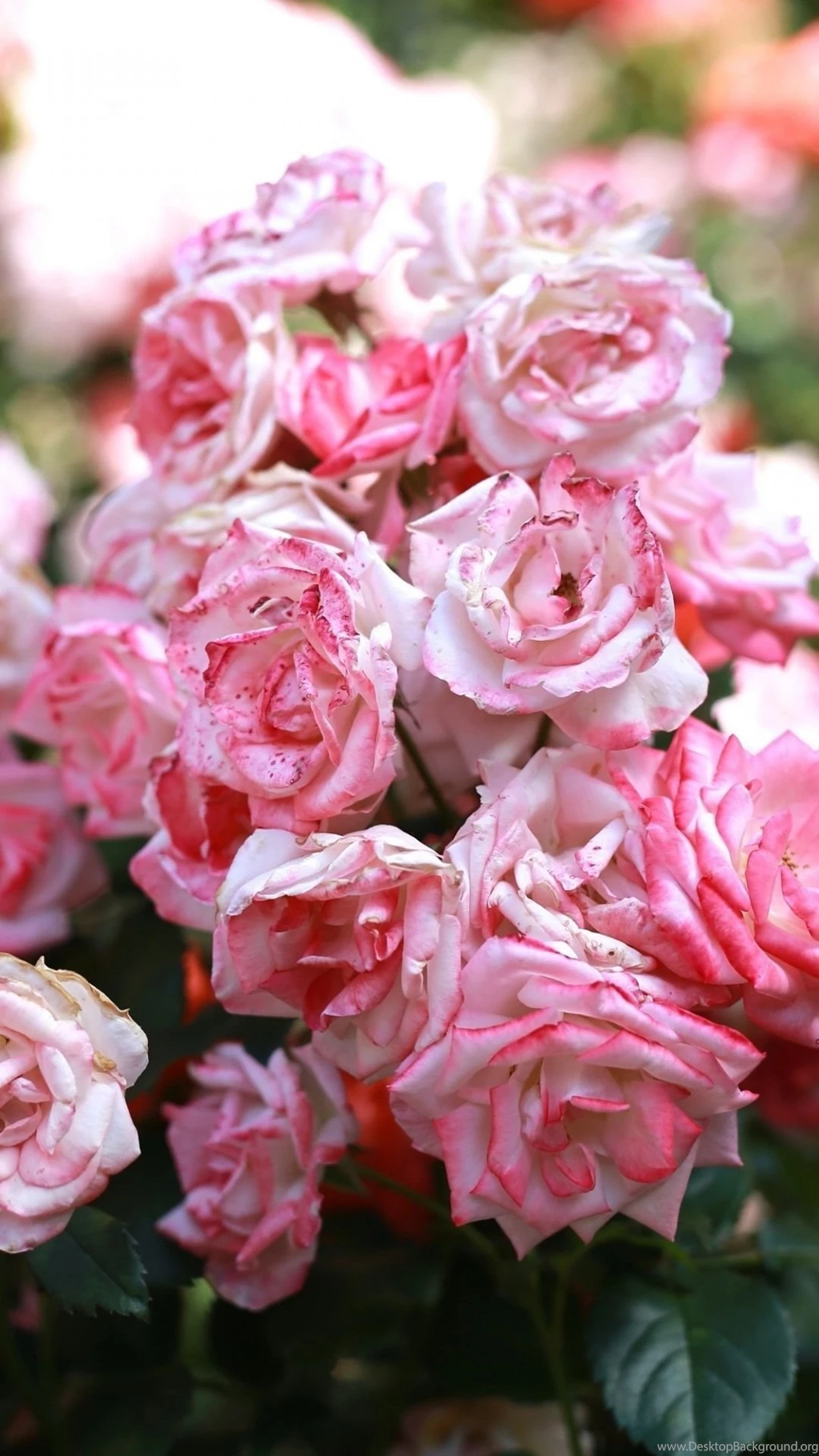 Rose Pink Buds Blooms iPhone 6 Wallpapers Download