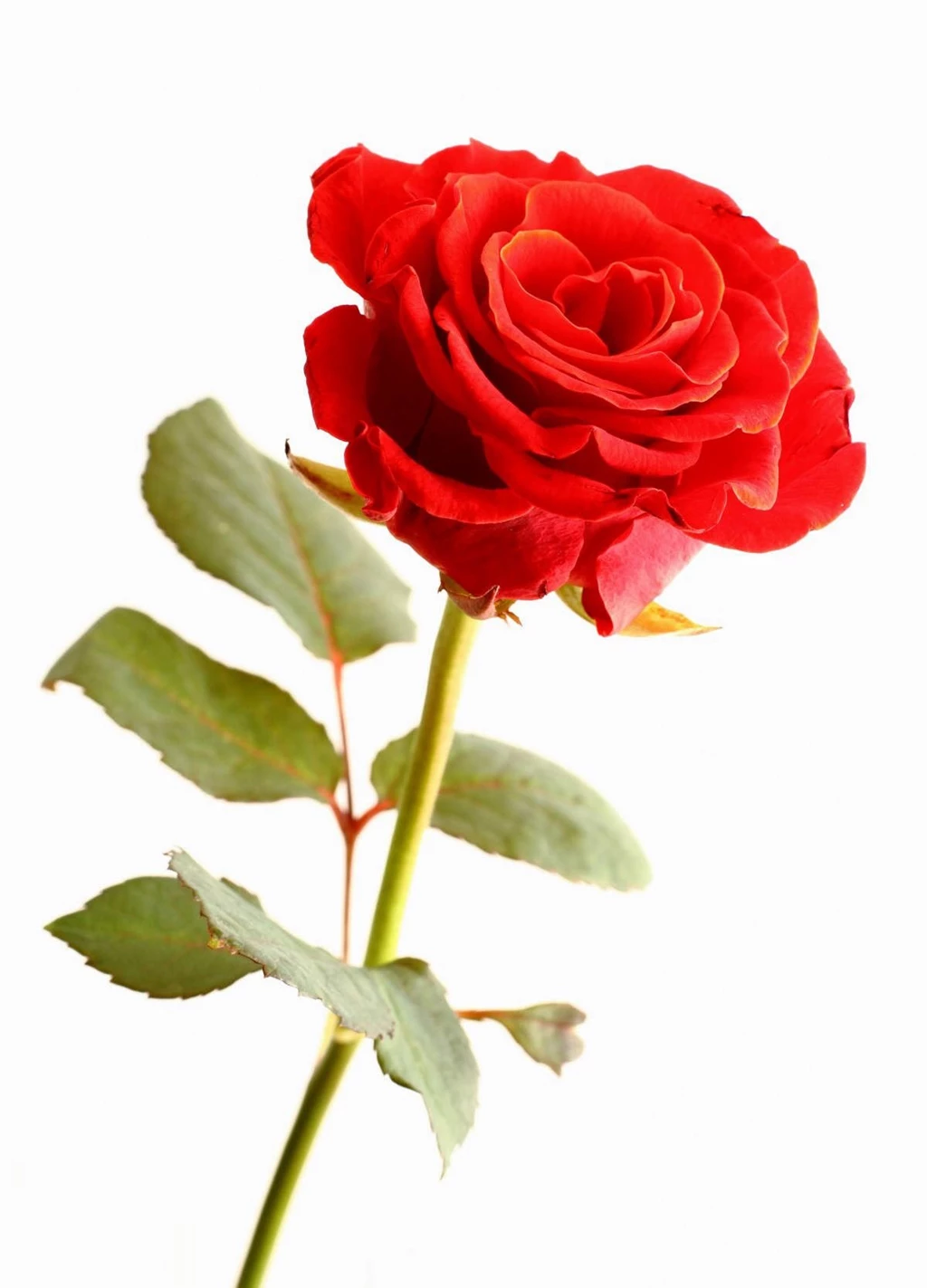 Rose Wallpapers HD For Iphone Wallpapers