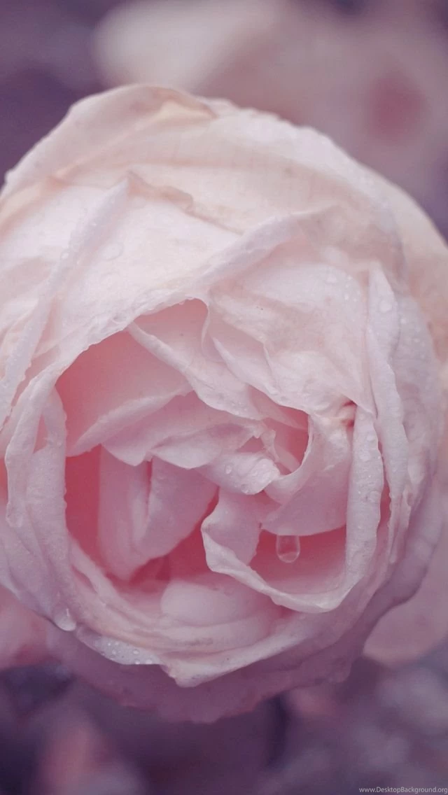 Dew Rose iphone 5 wallpaper ilikewallpaper_com.jpg