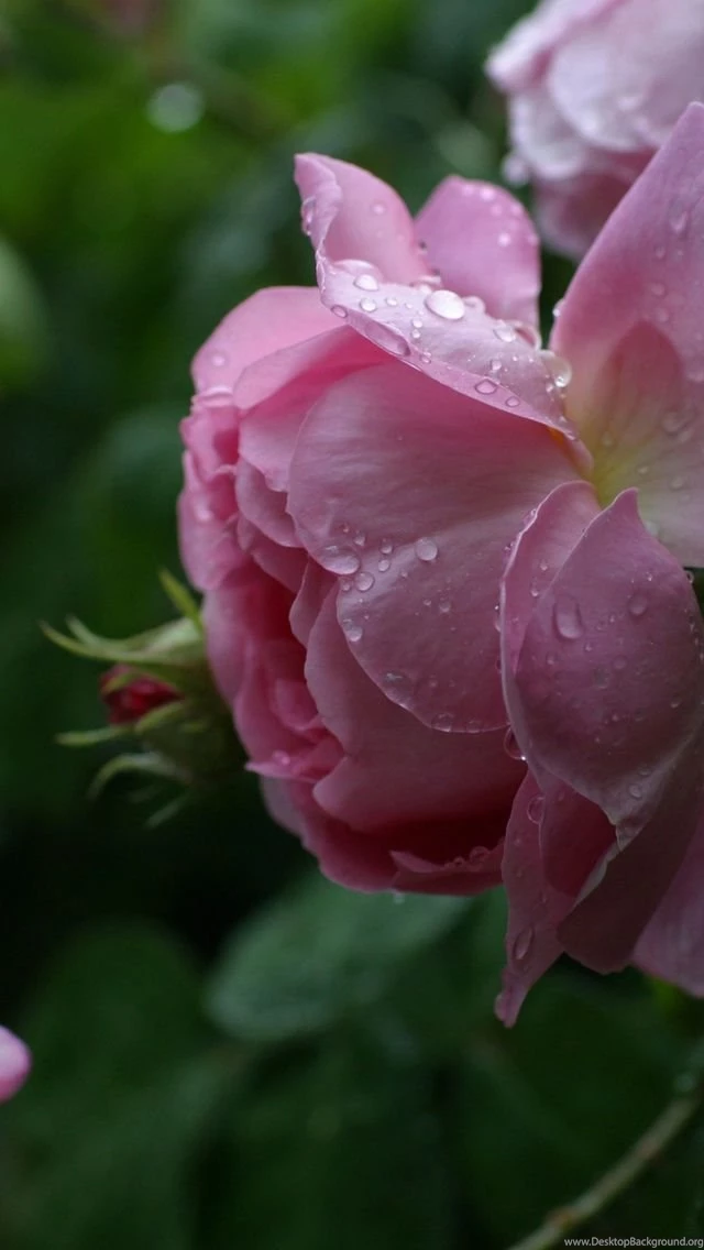 Roses iPhone 5s Wallpapers Download