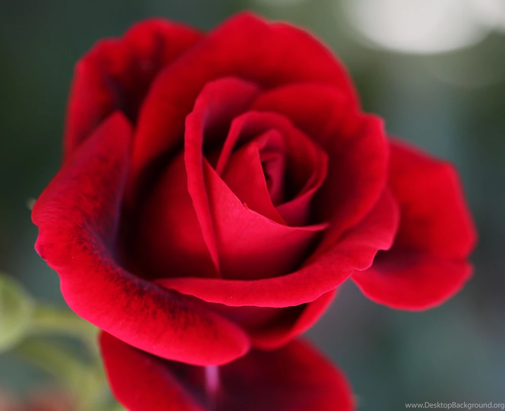 Rose Wallpapers Hd Iphone Stills
