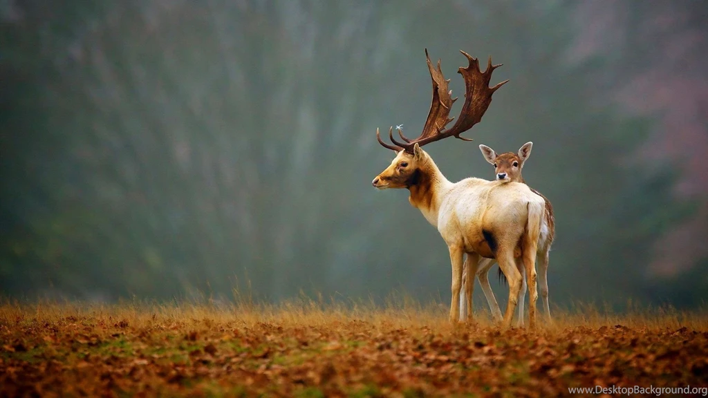 HD Quality Natural PC Backgrounds   SiWallpapers 24220