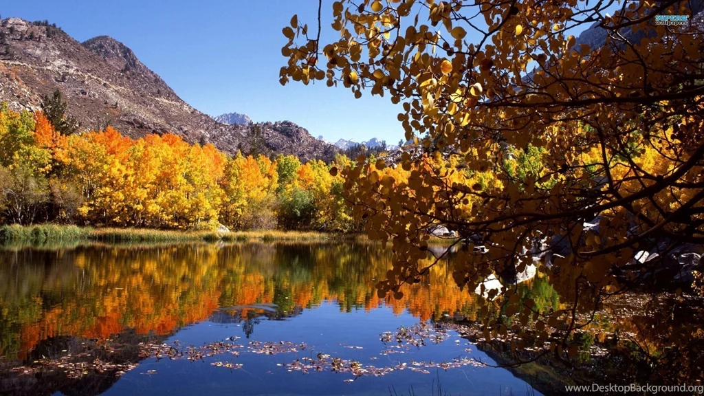 Autumn In The Forest Wallpapers Nature Wallpapers