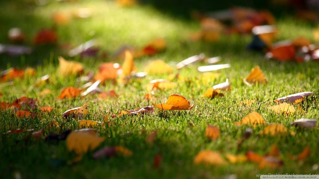 Download Fall Is All Around Wallpapers 1920x1080