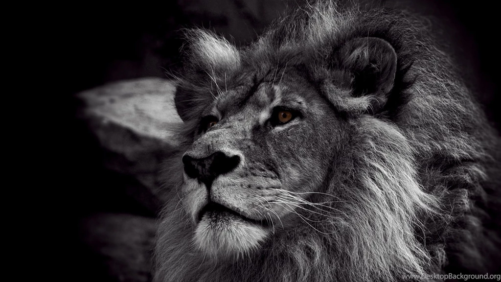 2560x1440 Black White Lion Wallpapers