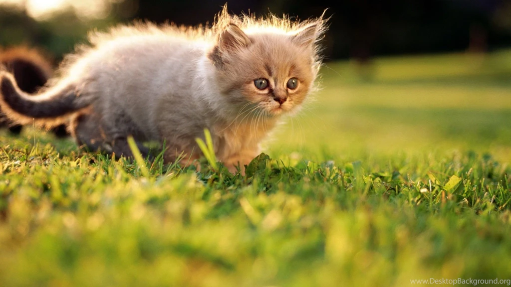 Index Of Gallery Var Albums Cute Kittens HD Wallpapers 1920x1080 ...