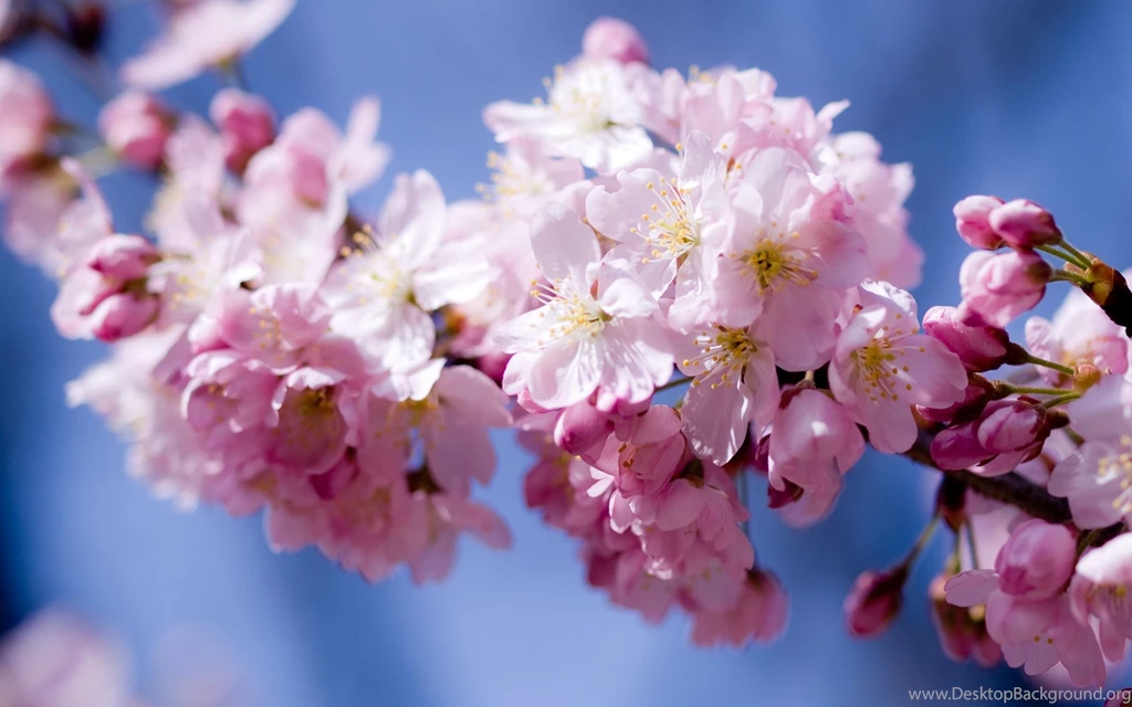 Hd Cherry Blossom Flower Wallpapers Download Free