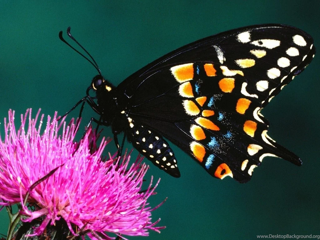 Beautiful Butterflies Butterflies Wallpapers (9481950) Fanpop