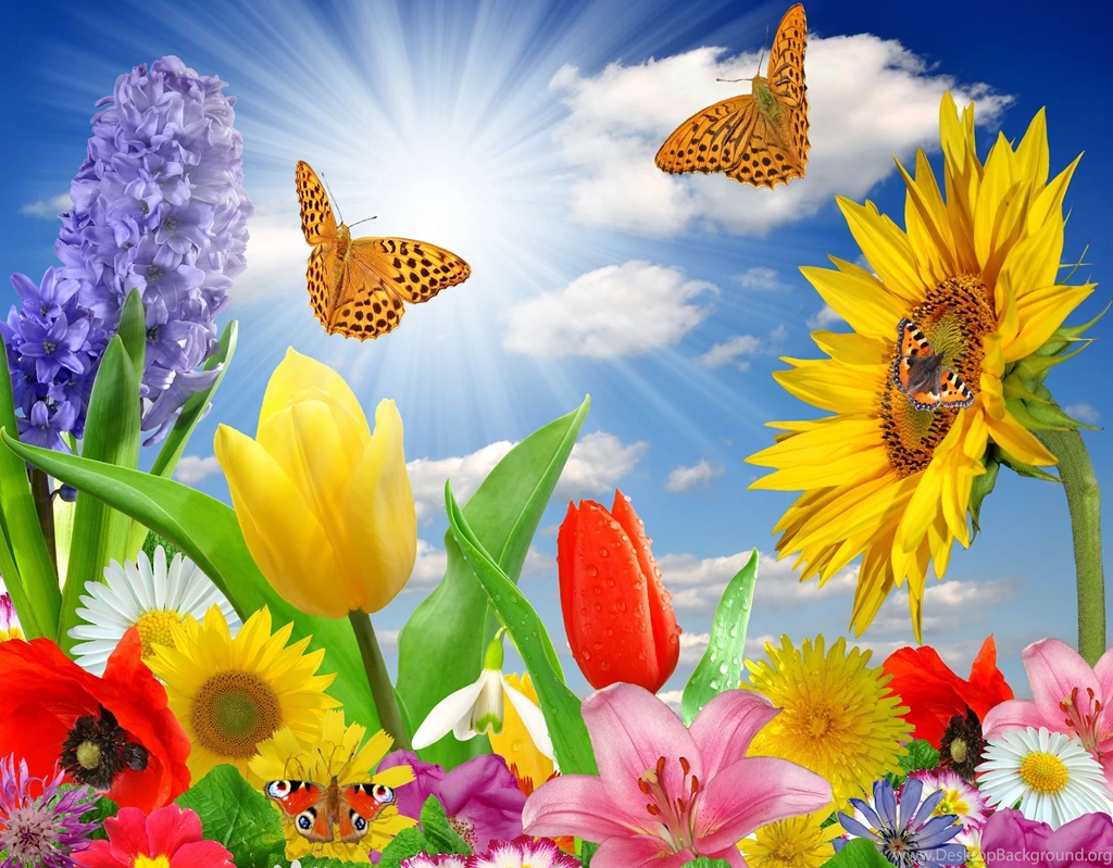 Butterfly And Flowers Wallpapers