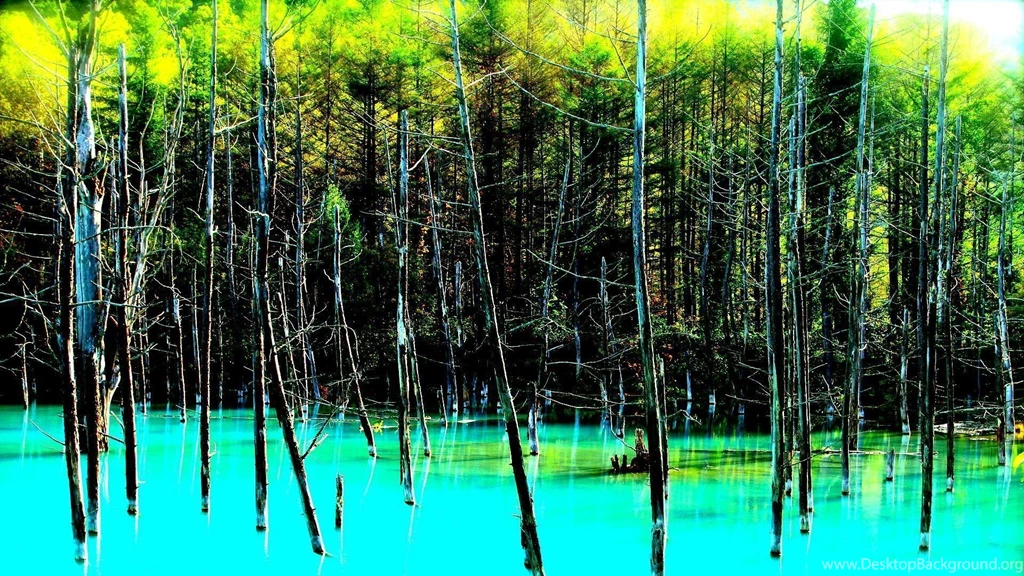 Landscape Nature Tree Forest Woods Swamp River Lake Jungle Florida ...