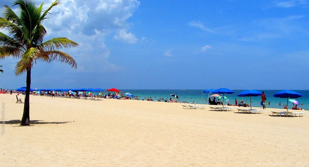Calm Beach Wallpapers A Coconut Palm In Ft. Lauderdale Florida