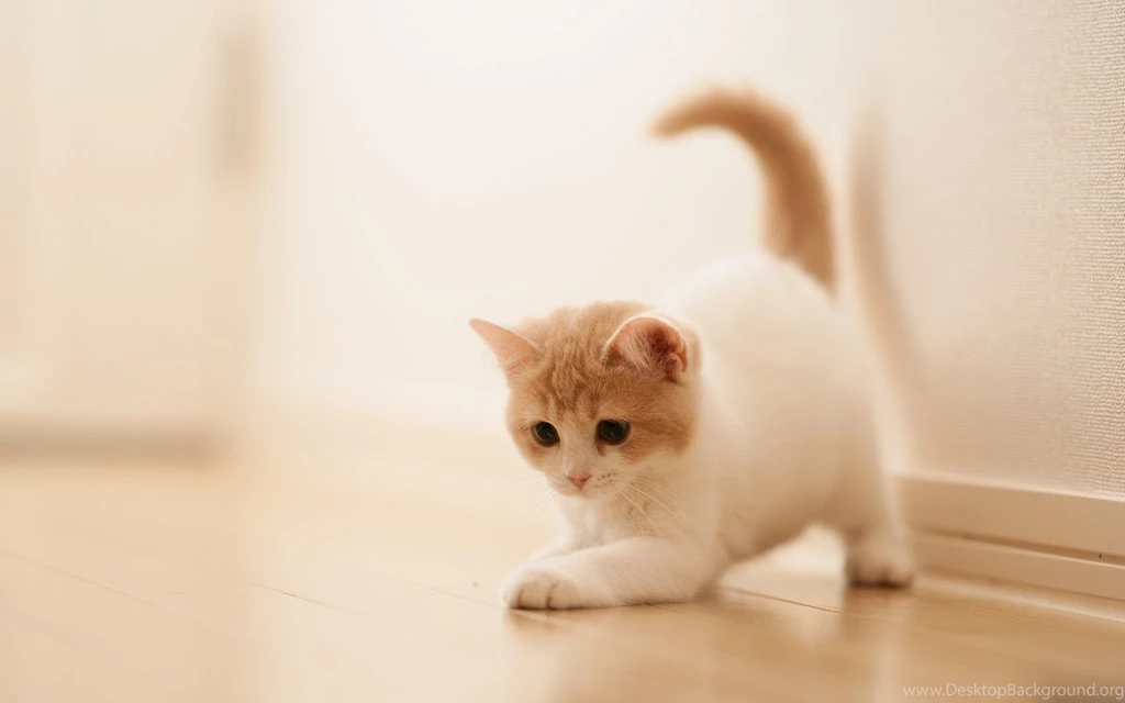 Kitten HD Wallpaper 3.jpg