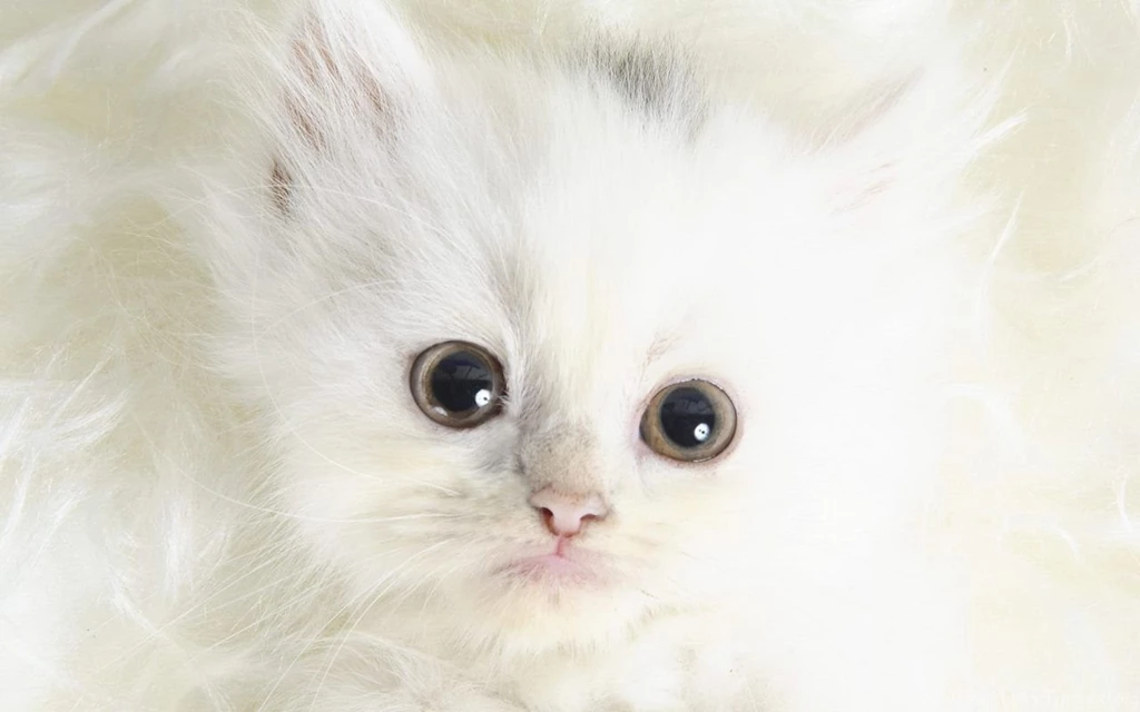 Cute Kitten HD Wallpapers