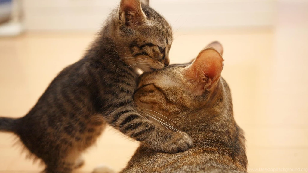 Cat Kitten Wallpapers HD Muzzle Ears Cute High Definition ...