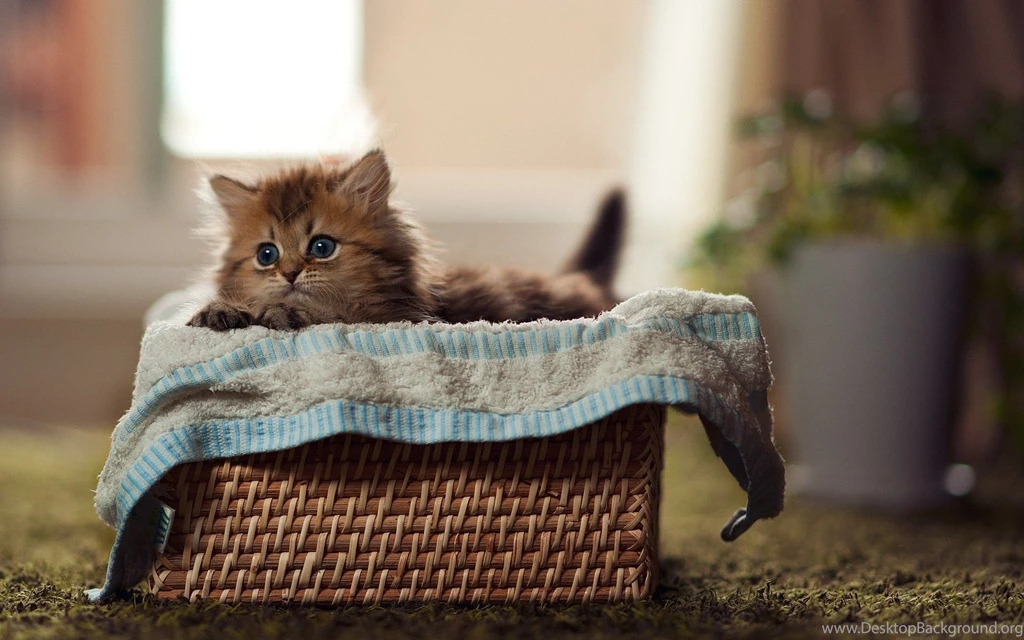 Cute Kitten Wallpapers HD Free 294225 PowerballForLife