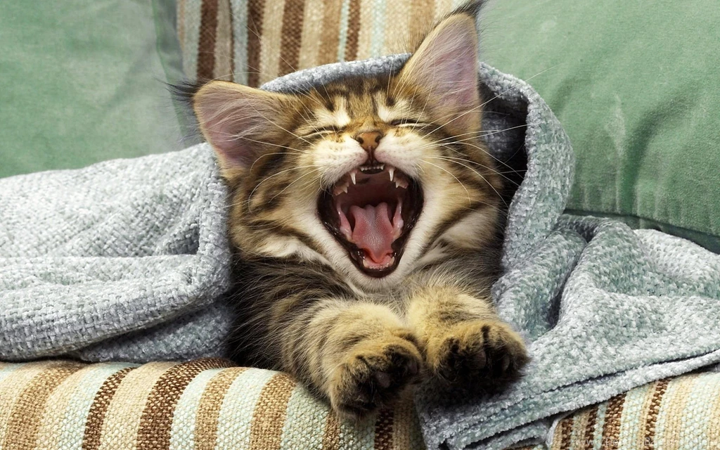 Cute kitten bed photo hd wallpapers Magic4Walls.com
