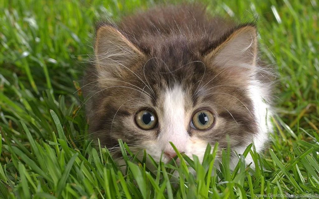 Desktop Hd Wallpapers Of Cats And Kittens