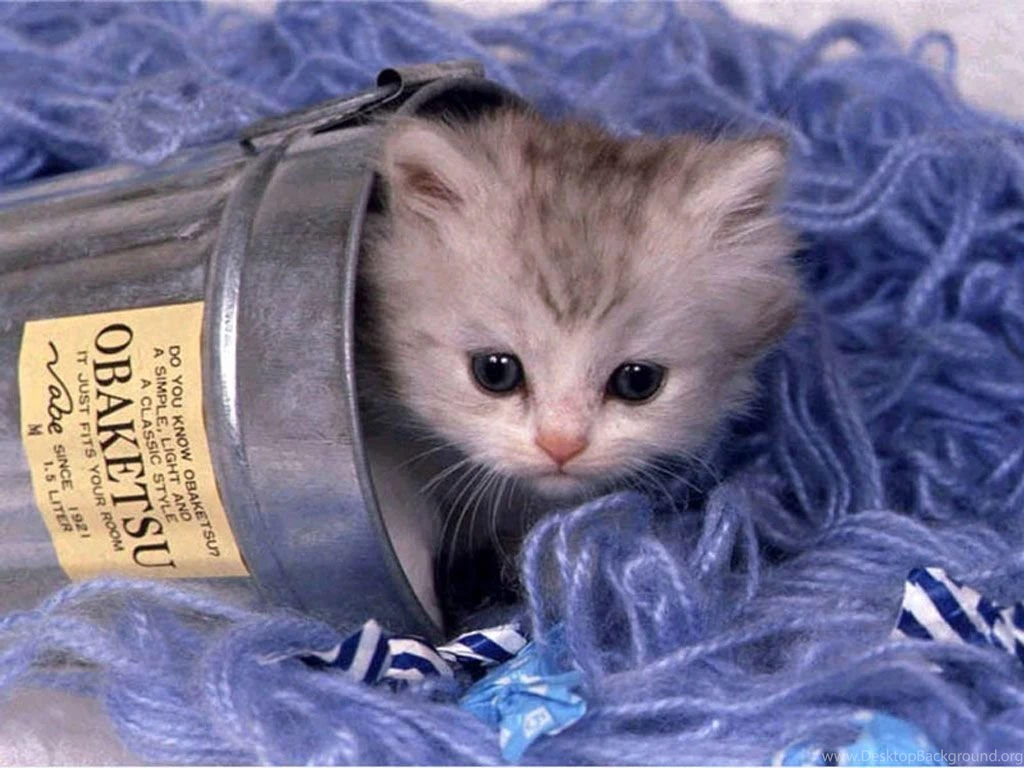 Download All About Love Cute Kittens Wallpapers 1024x768