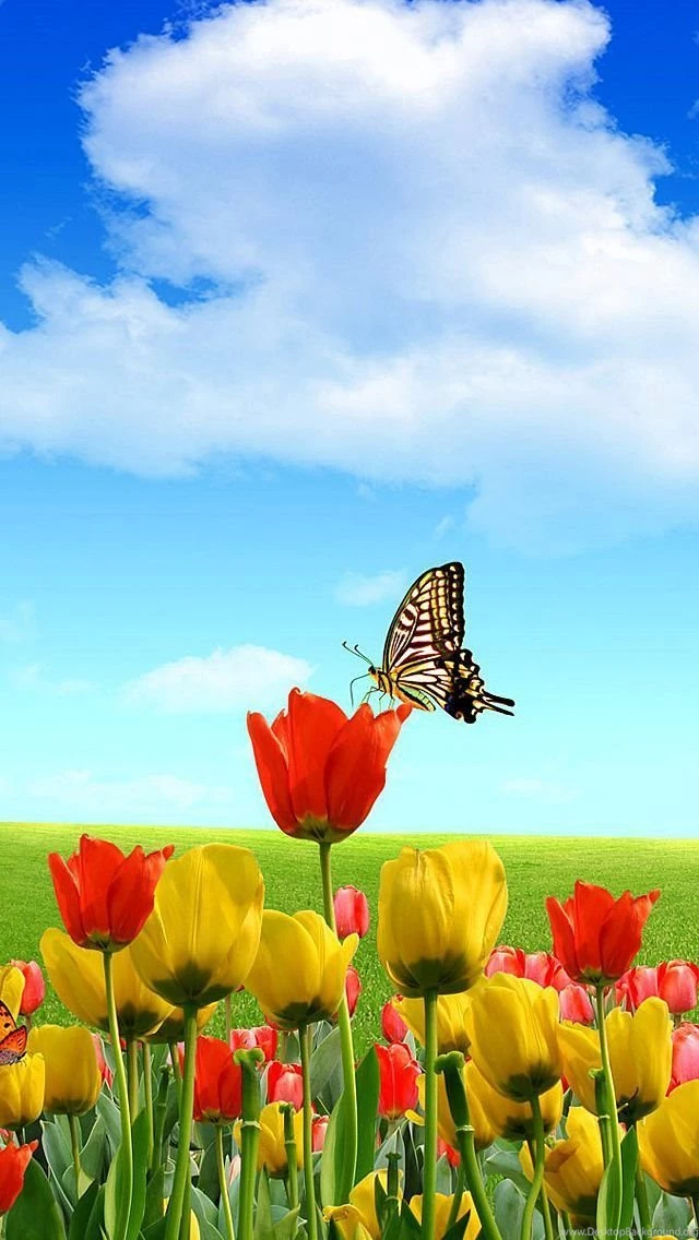 1 iPhone 5 Wallpapers
