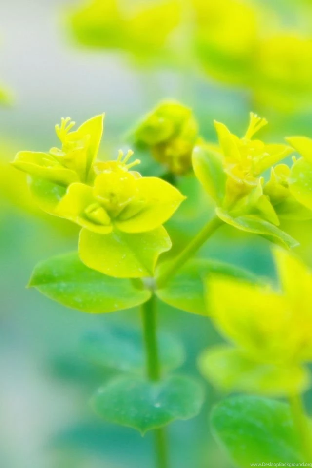Beautiful Nature Wallpapers Best 20737 iPhone 4 Kampkuz.com