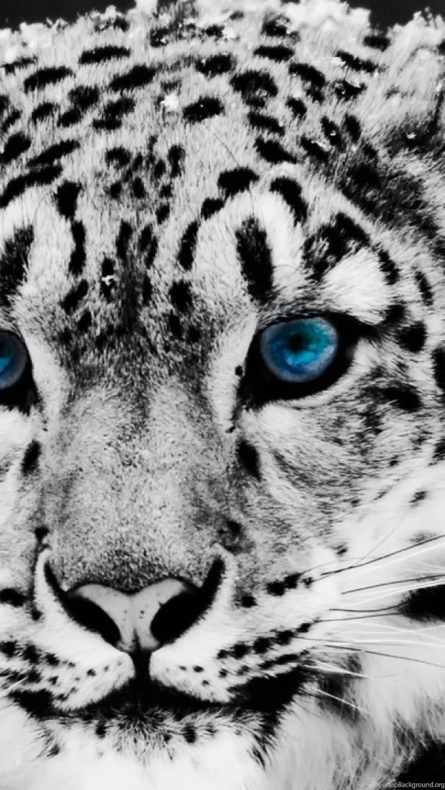 Snow Leopard iPhone 5 Wallpapers