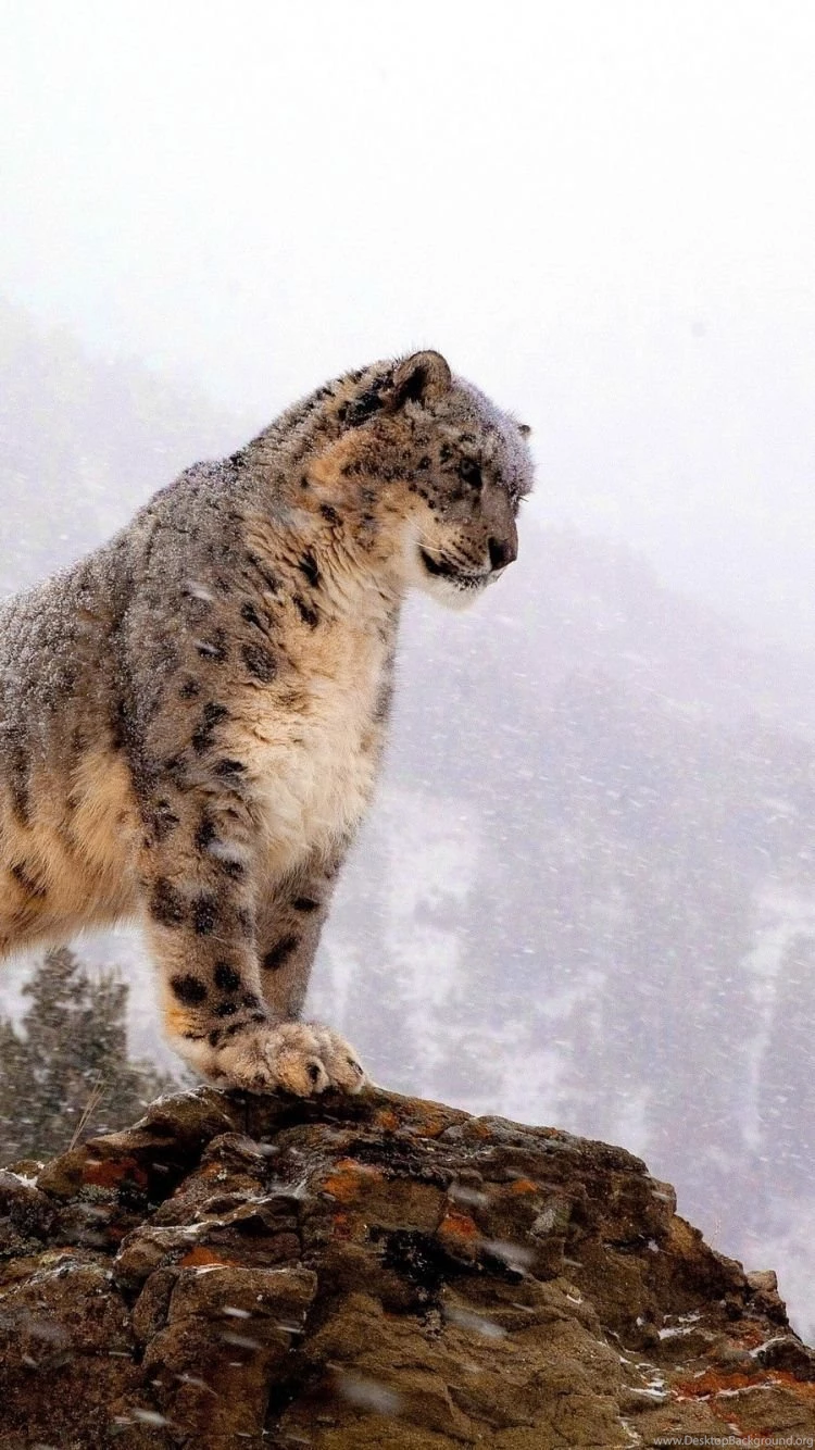 iPhone 6 Snow Leopard Wallpapers HD, Desktop Backgrounds 750x1334