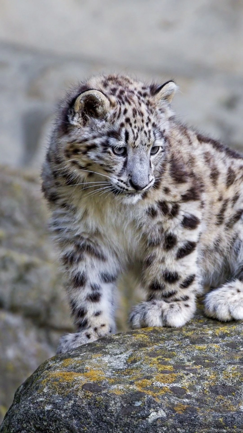Download Wallpapers 1080x1920 Snow Leopard, Big Cat, Carnivore ...