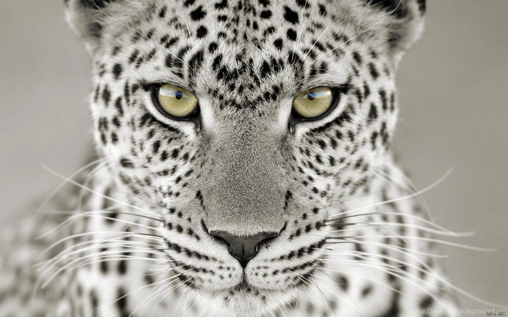Snow Leopard Backgrounds
