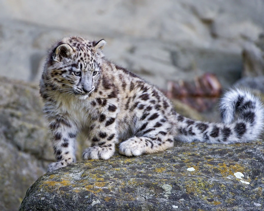 Snow Leopard Computer Wallpapers, Desktop Backgrounds