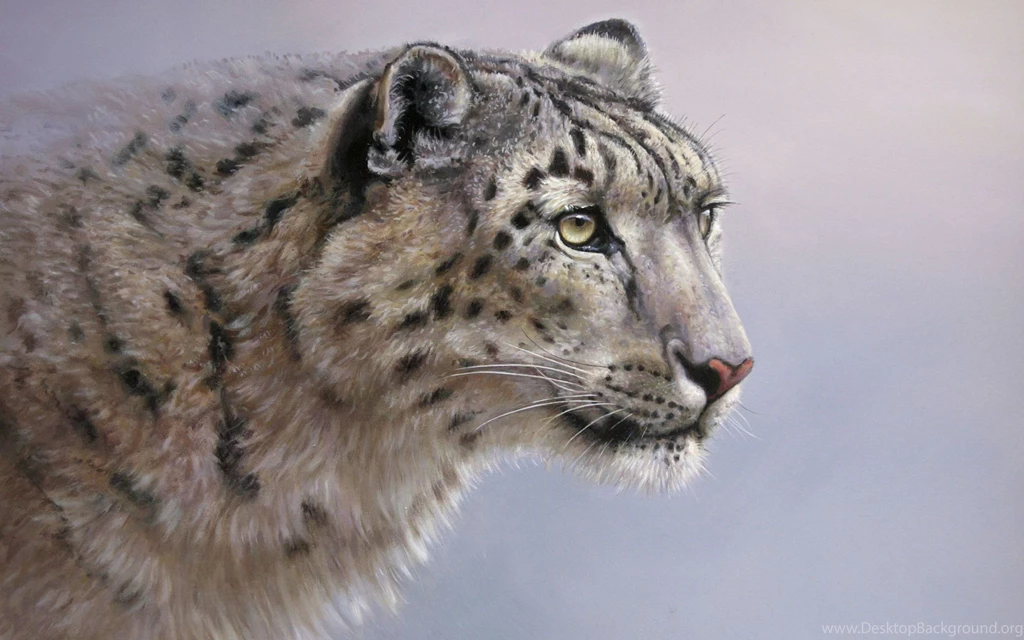 Snow Leopard Computer Wallpapers, Desktop Backgrounds