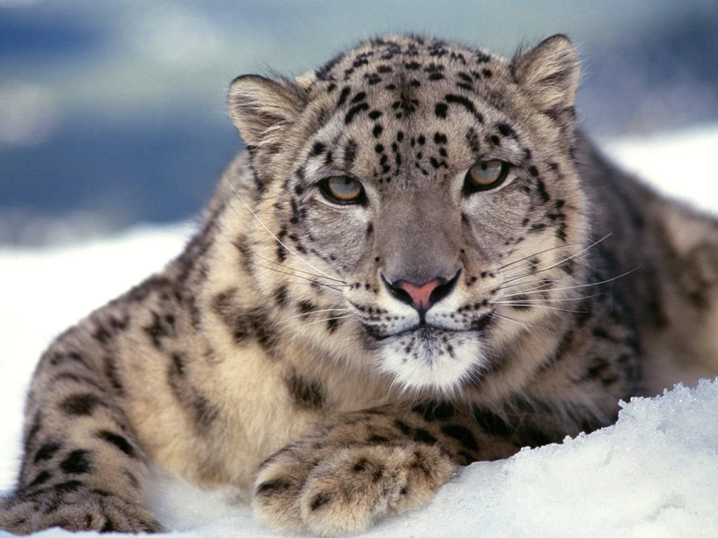 Snow Leopard Wallpapers High Quality Resolution