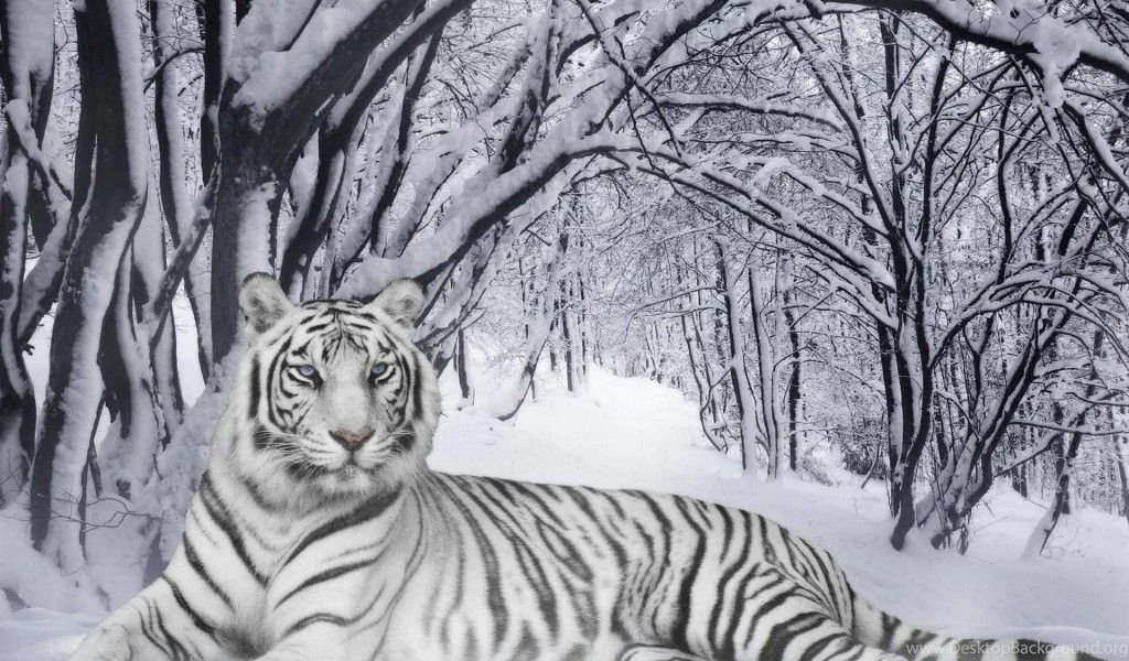 Leopard Pictures Wallpapers HD