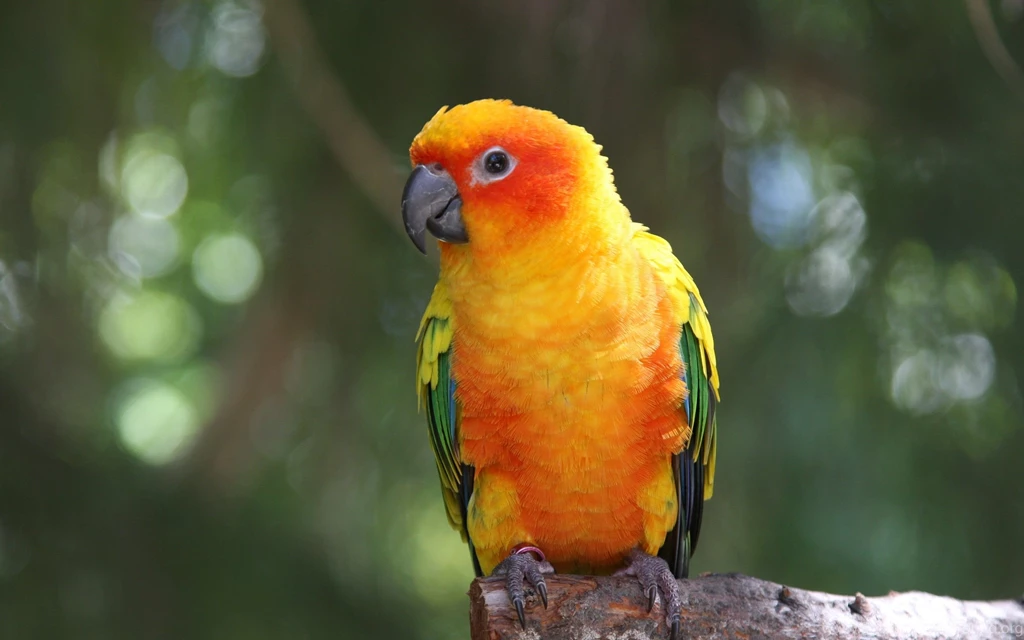 Yellow Parrot Wallpaper 8.jpg