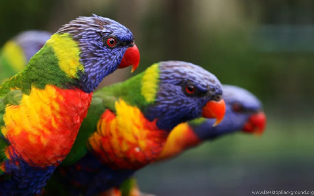High Definition Parrot Wallpapers For Free Download