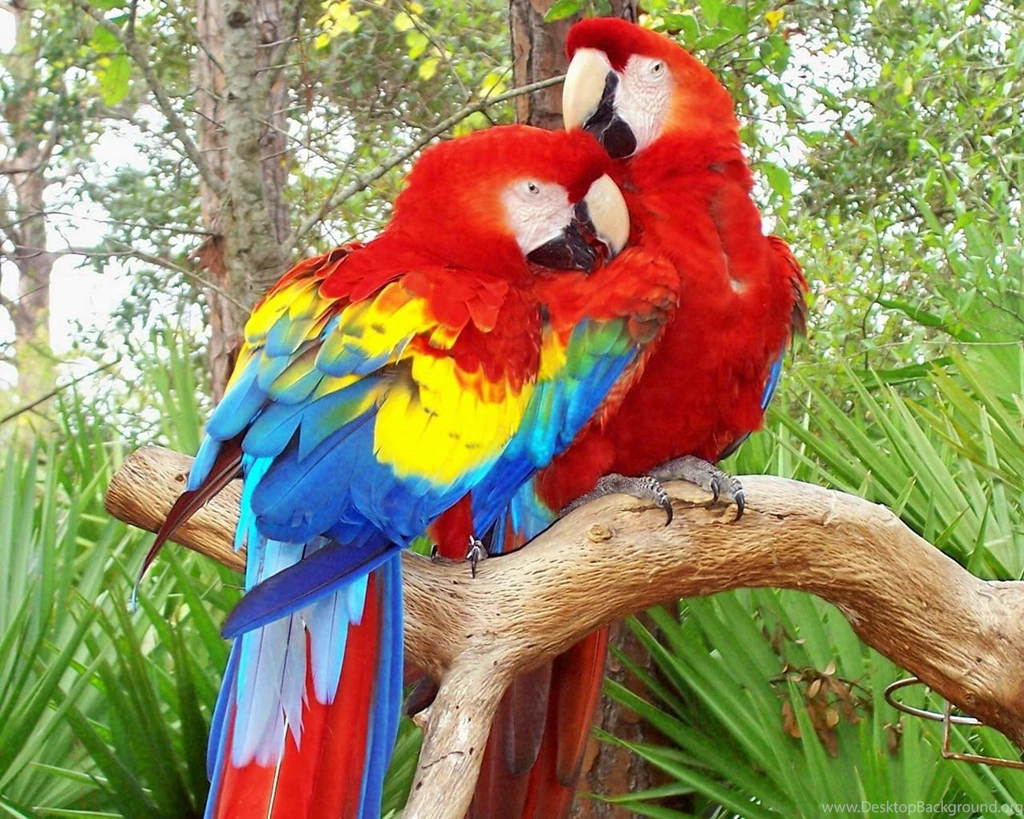 Parrot Wallpapers And Backgrounds Animals Town
