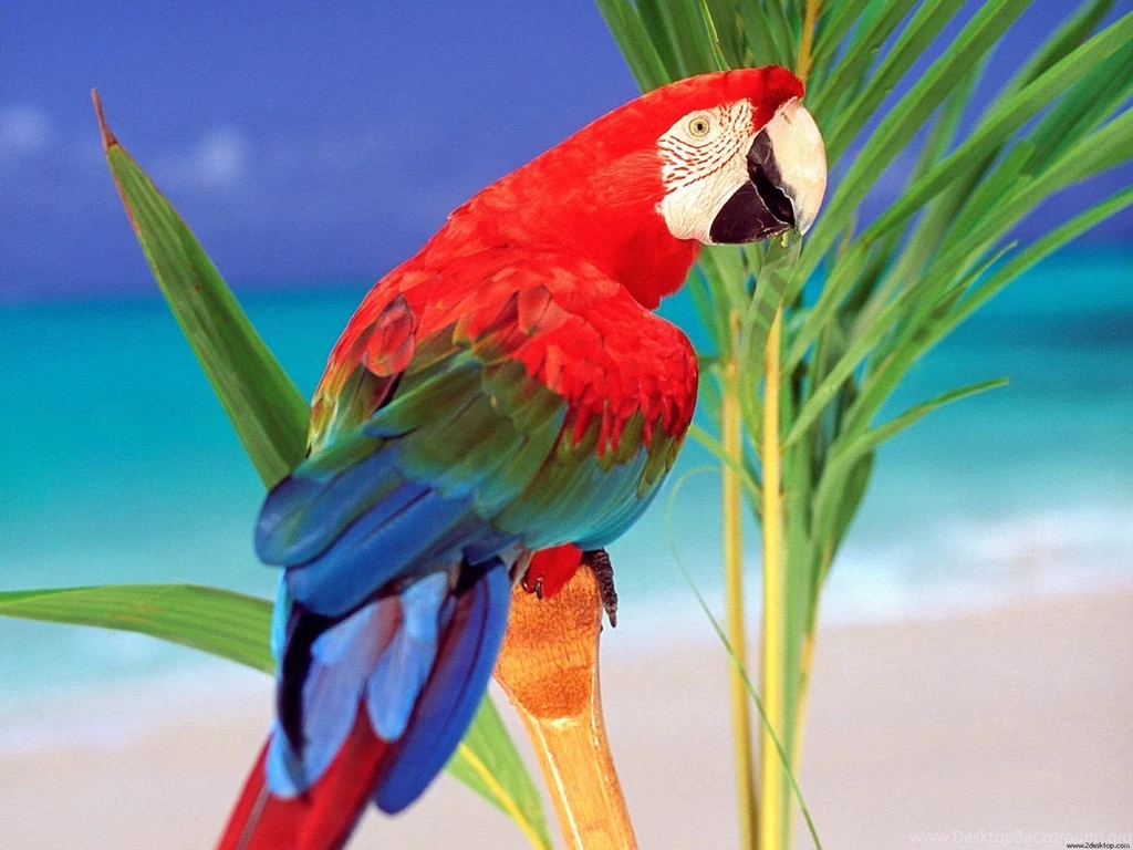 High Definition Parrot Wallpapers For Free Download