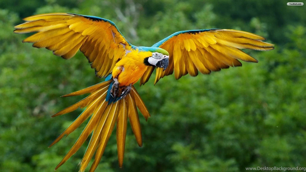 High Definition Parrot Wallpapers For Free Download