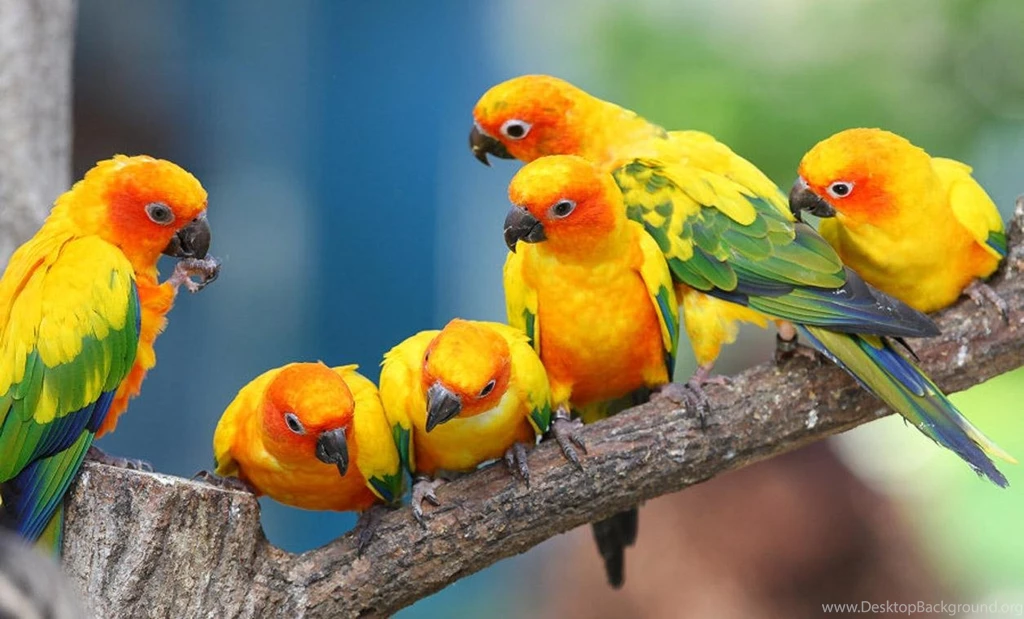 Free Wallpapers Jandaya Parakeet Parrots Wallpapers