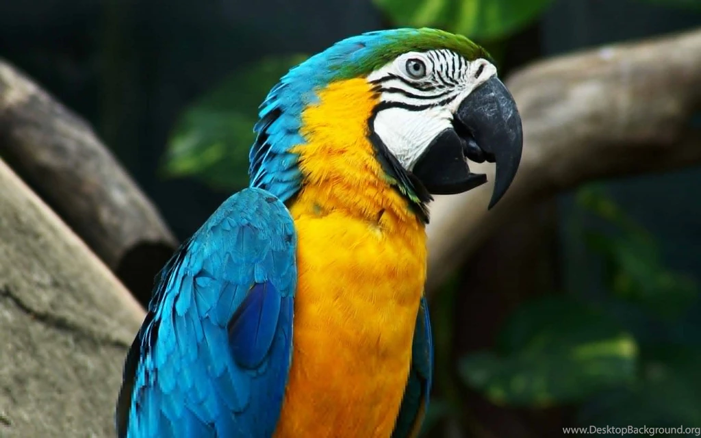 Super Parrot Wallpapers