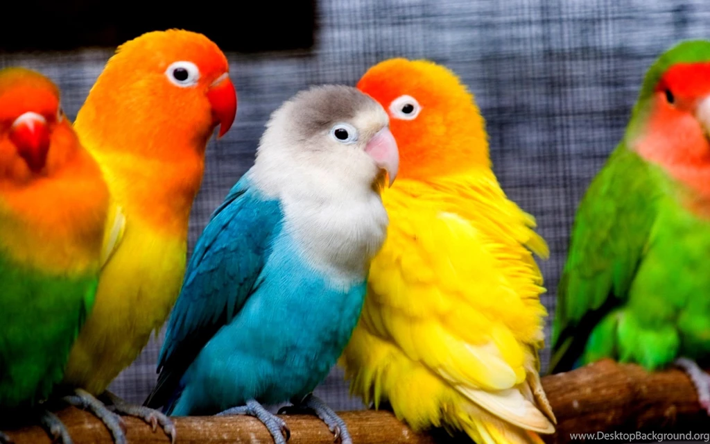 112 Parrot HD Wallpapers