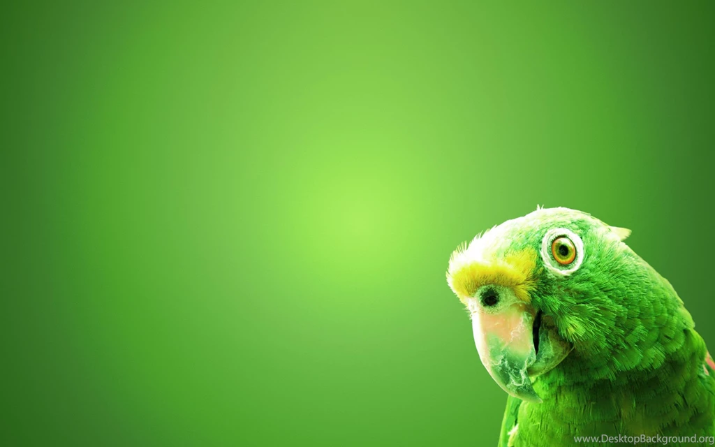 High Definition Parrot Wallpapers For Free Download
