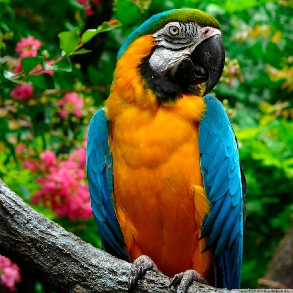 Parrots HD Desktop Wallpapers : High Definition : Fullscreen : Mobile