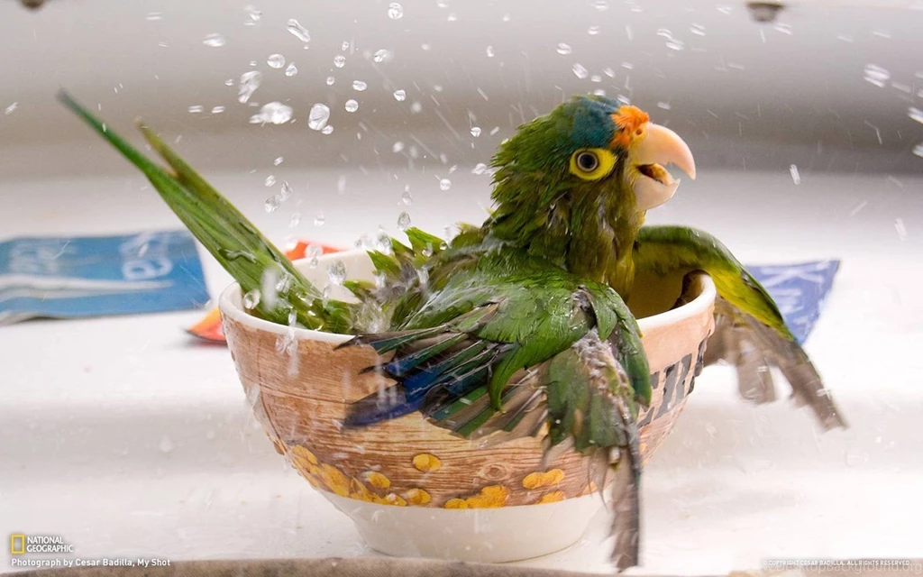 Parrot Wallpapers Bath 15860 Animal Collection Animal