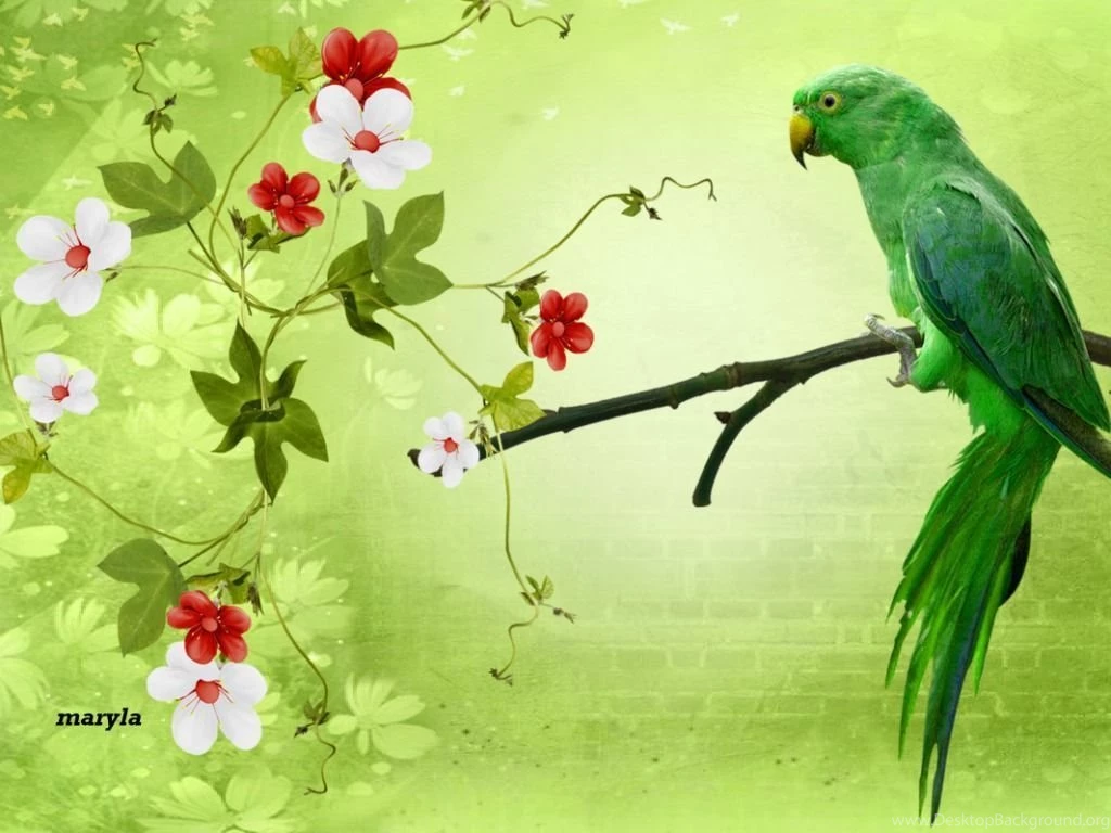 Parrot Wallpapers